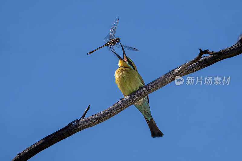 彩虹食蜂鸟(Merops ornatus)